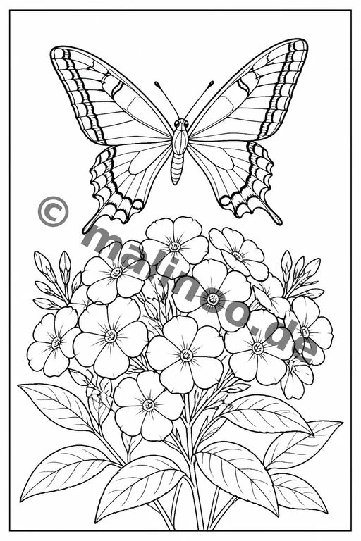 Schmetterlinge – Bild 5