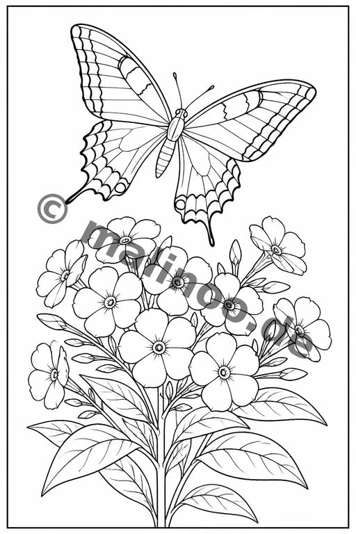 Schmetterlinge – Bild 5