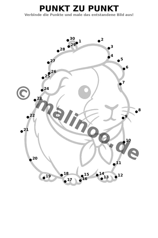 Meerschweinchen – Bild 6
