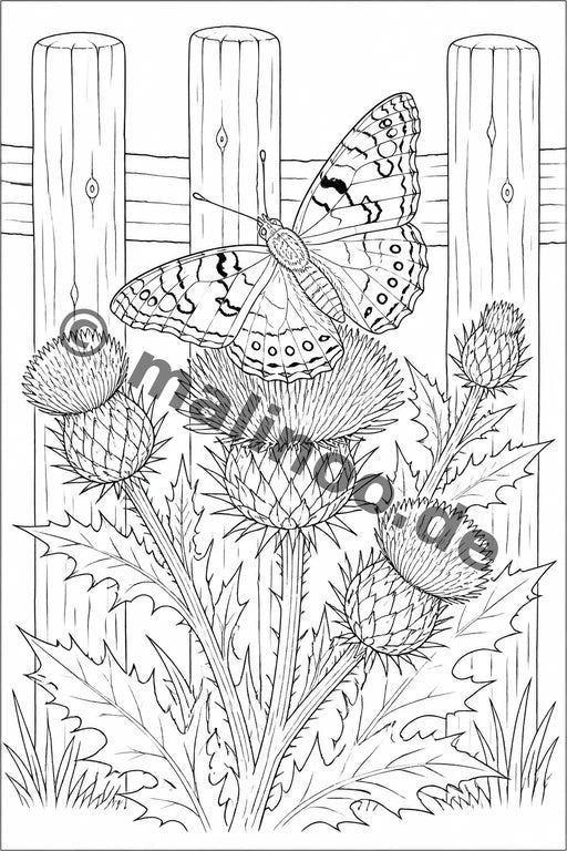 Schmetterlinge – Bild 7