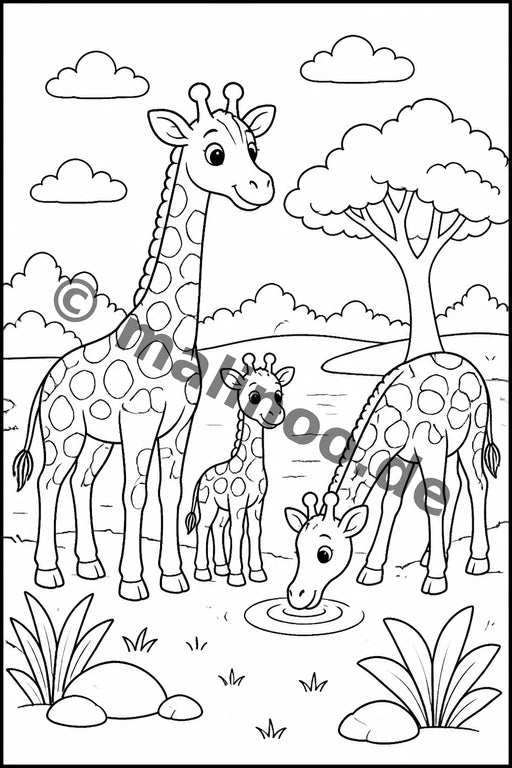 Giraffen – Bild 9