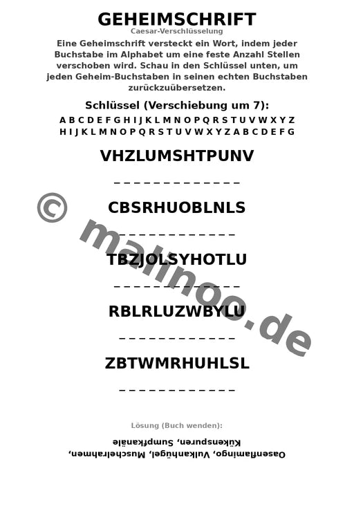 Flamingos – Bild 10