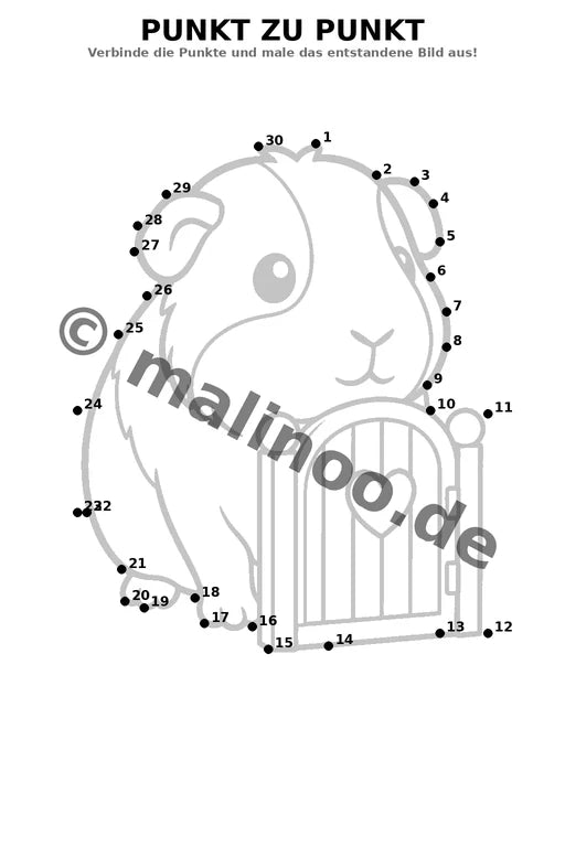 Meerschweinchen – Bild 11