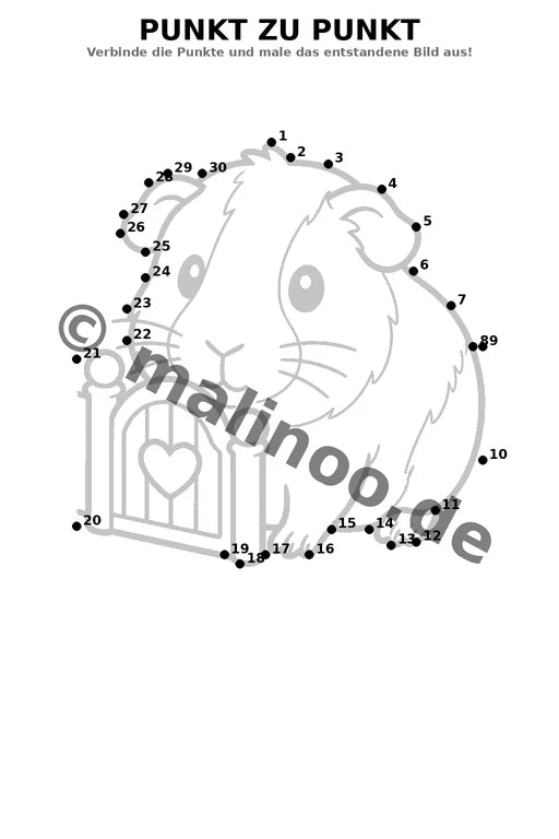 Meerschweinchen – Bild 12