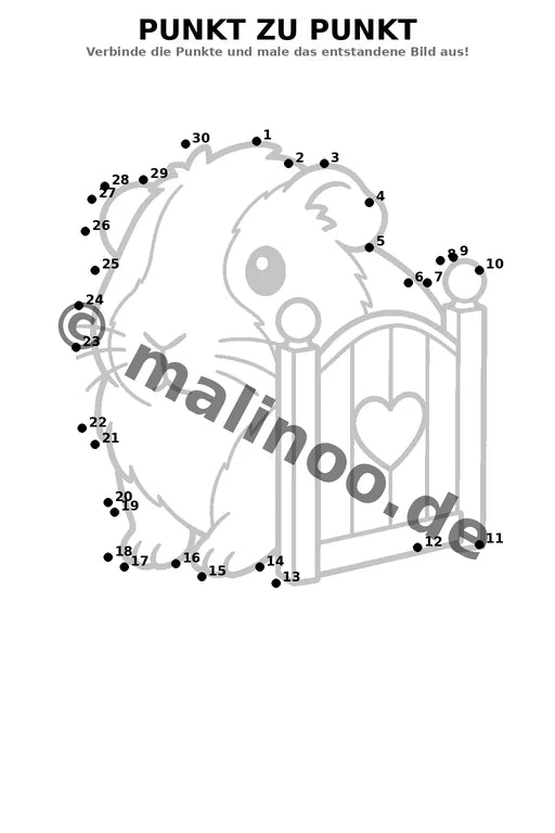 Meerschweinchen – Bild 12