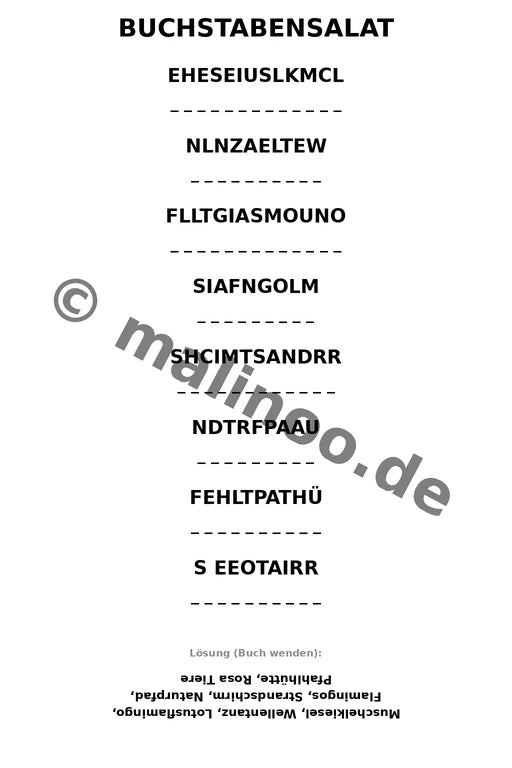Flamingos – Bild 12