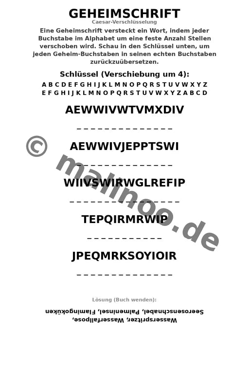 Flamingos – Bild 13