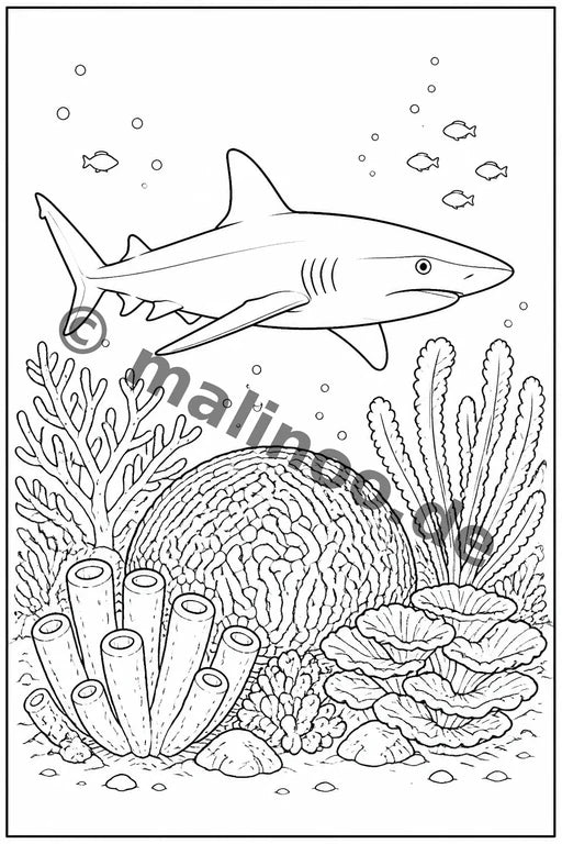 Korallenriffe – Bild 13
