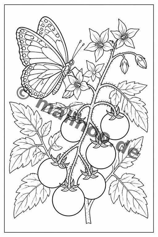 Schmetterlinge – Bild 13