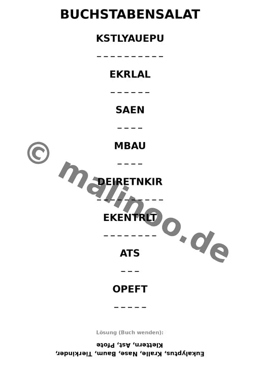 Koalas – Bild 13