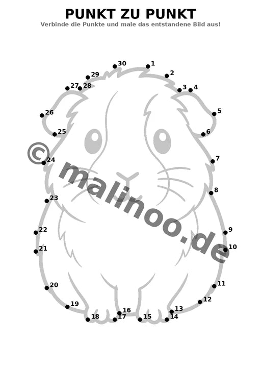 Meerschweinchen – Bild 15