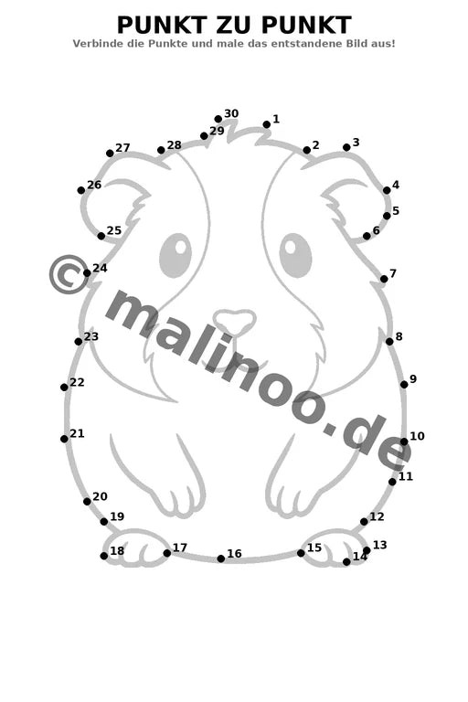 Meerschweinchen – Bild 16