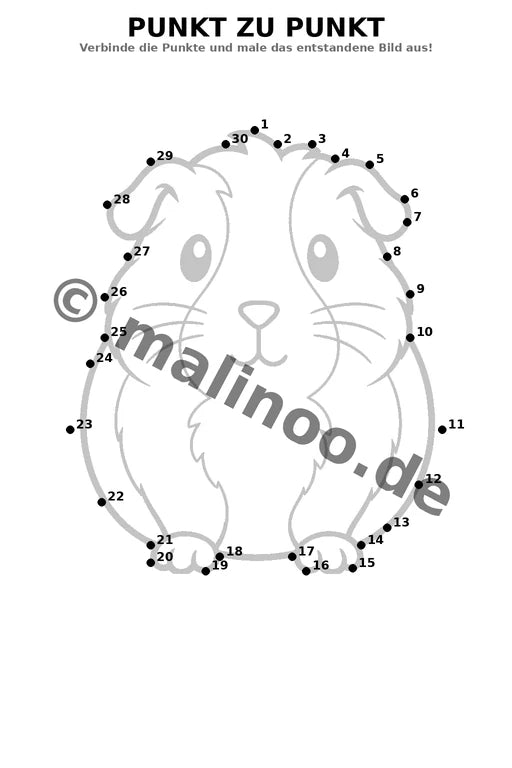 Meerschweinchen – Bild 16