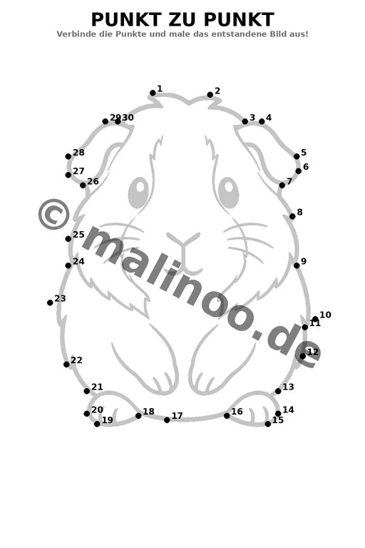 Meerschweinchen – Bild 16